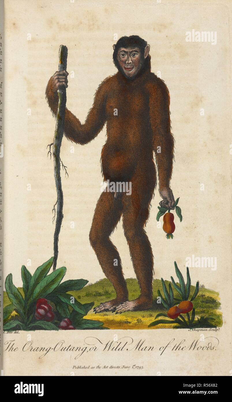 Los orangOutang o salvajes, hombre de los bosques. Un sistema