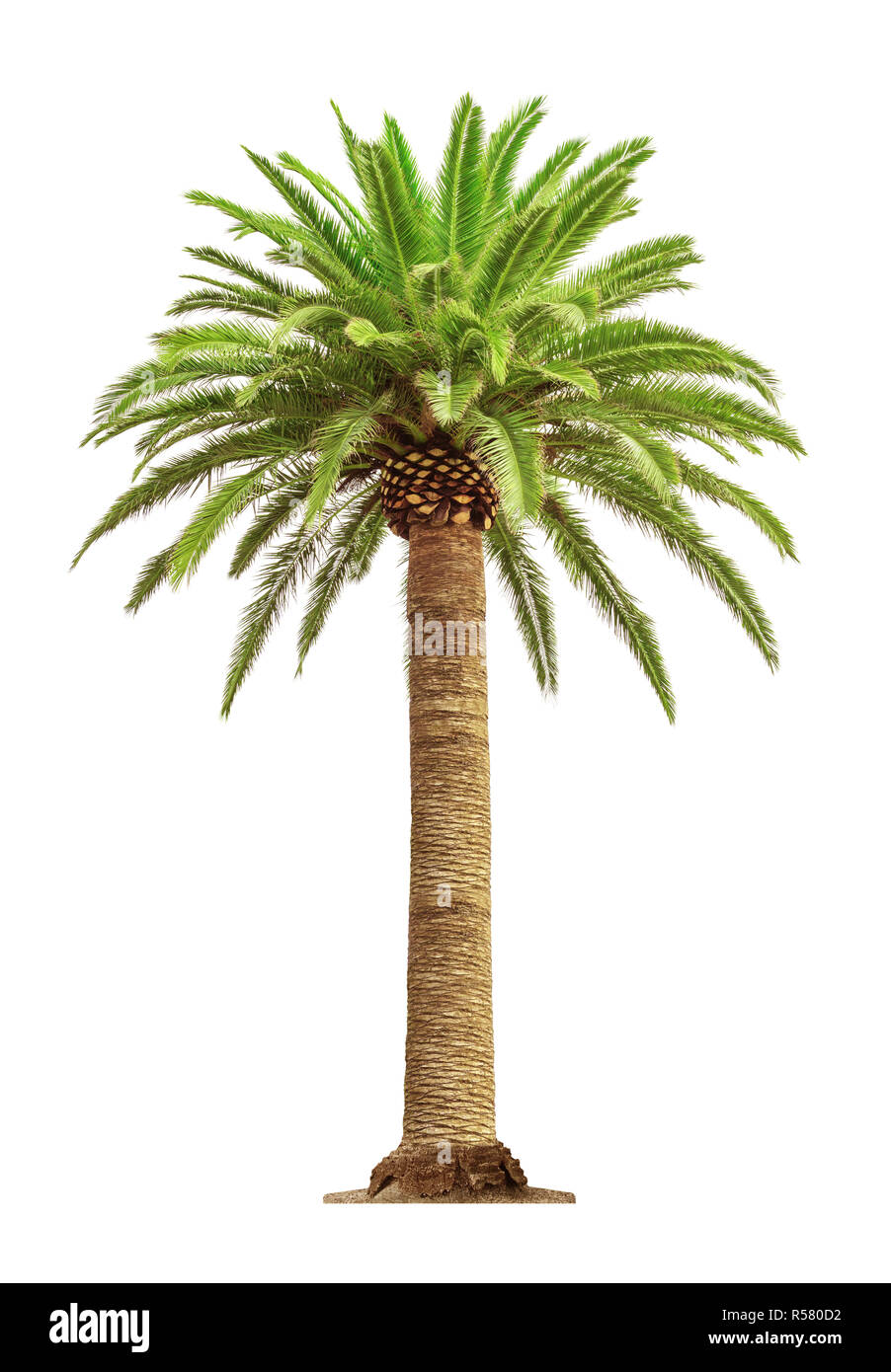 Green hermosa palmera aislado sobre fondo blanco. Foto de stock
