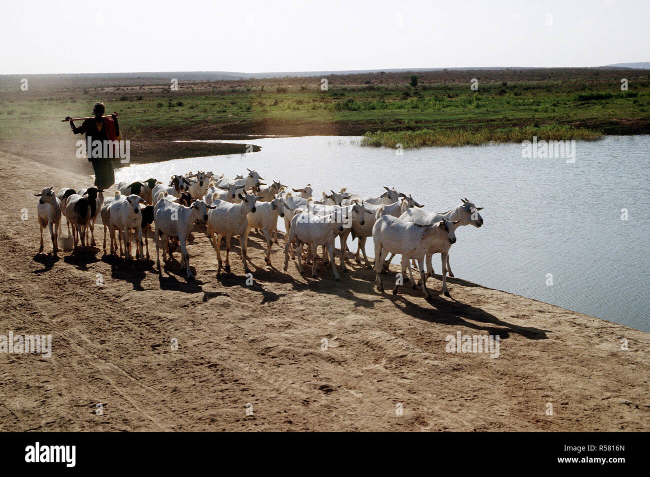 1993 - Una cabra somalí herder en la localidad de Belet Weyne durante el tiempo cuando las fuerzas estadounidenses estaban en Somalia para continuar operatiomn esperanza Foto de stock