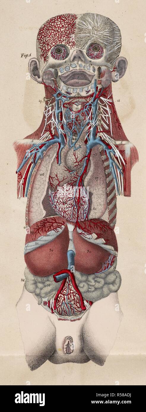 Dibujo anatómico. Cabeza. Tórax. El área genital. Los órganos internos. El  corazón. Los pulmones. Planches anatomiques du corps humain