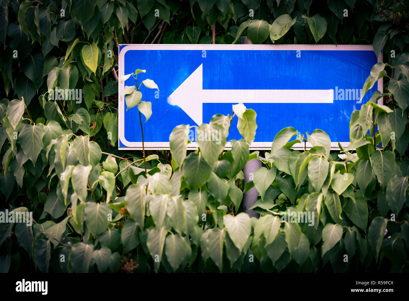 Señal de carretera de flecha con árbol en segundo plano. Foto de stock