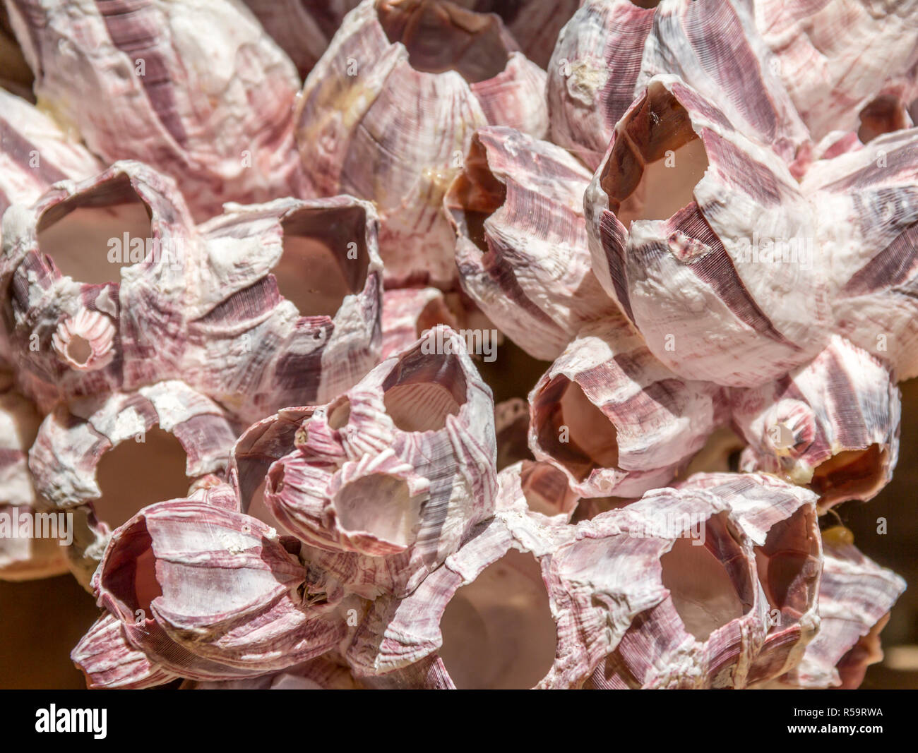 Percebes closeup Foto de stock