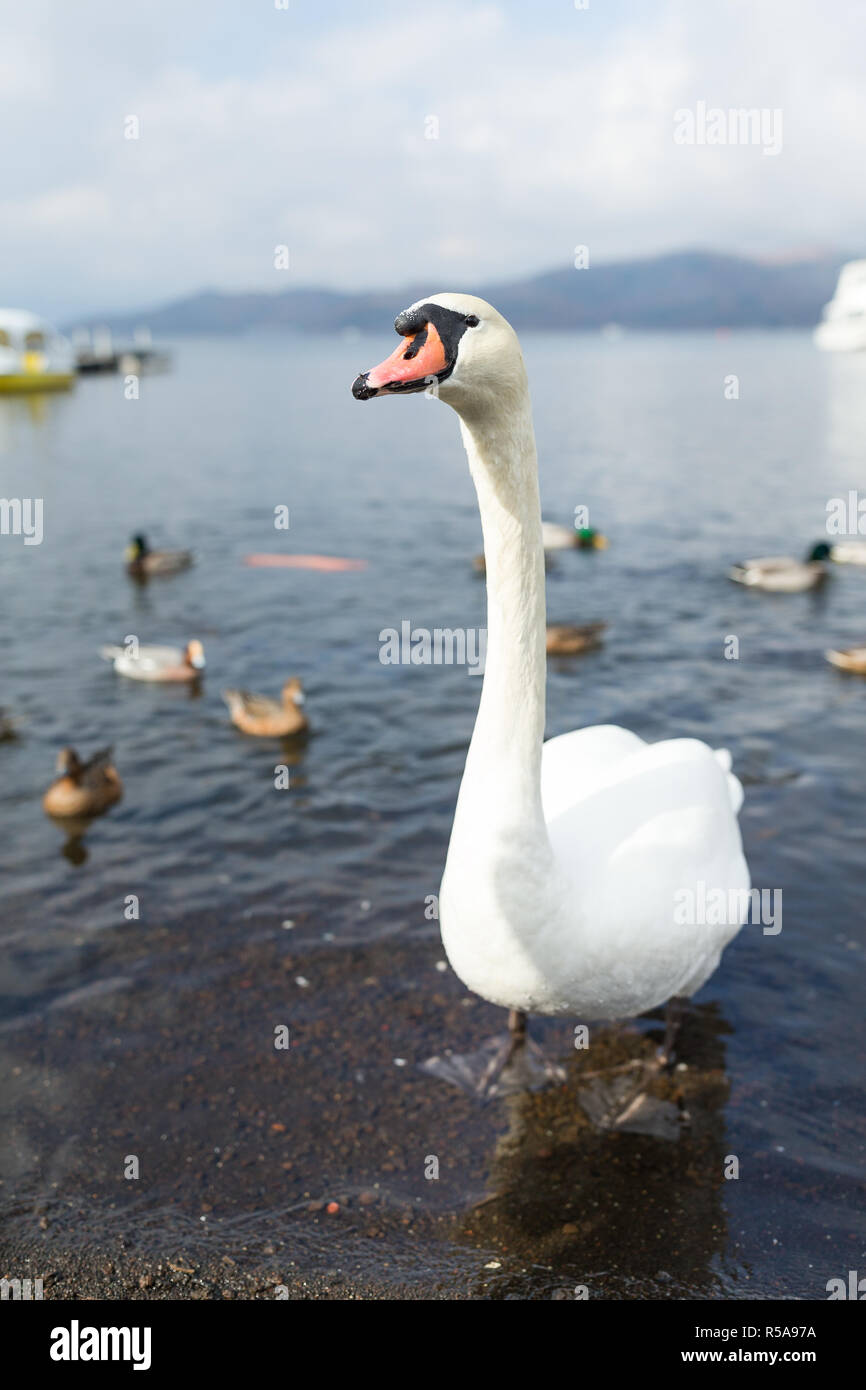 Cisne y pato en el lago Fotografía de stock - Alamy