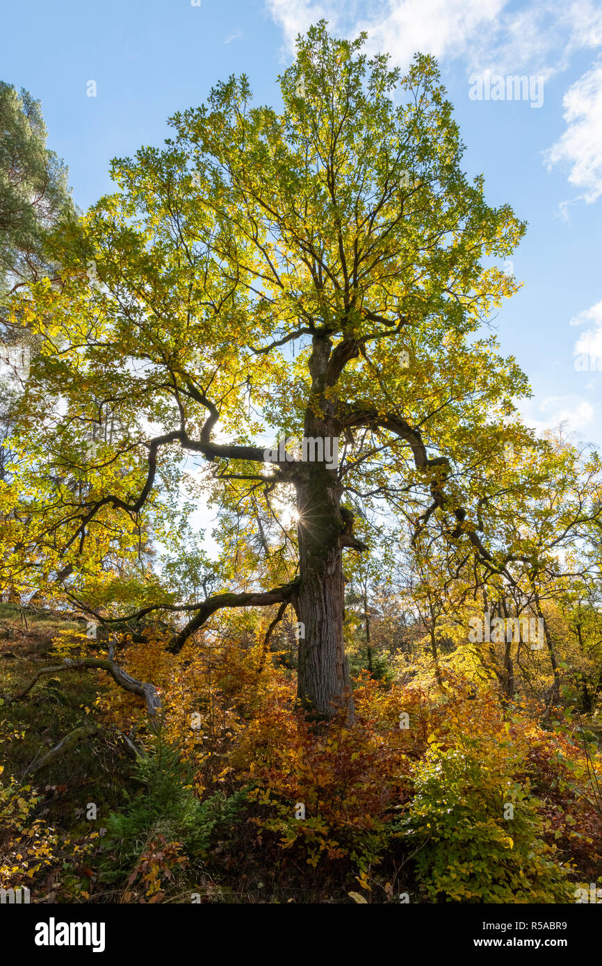 Roble (Quercus) en otoño, la retroiluminación, Parque Nacional Kellerwald Gellershausen, Hesse, Alemania Foto de stock