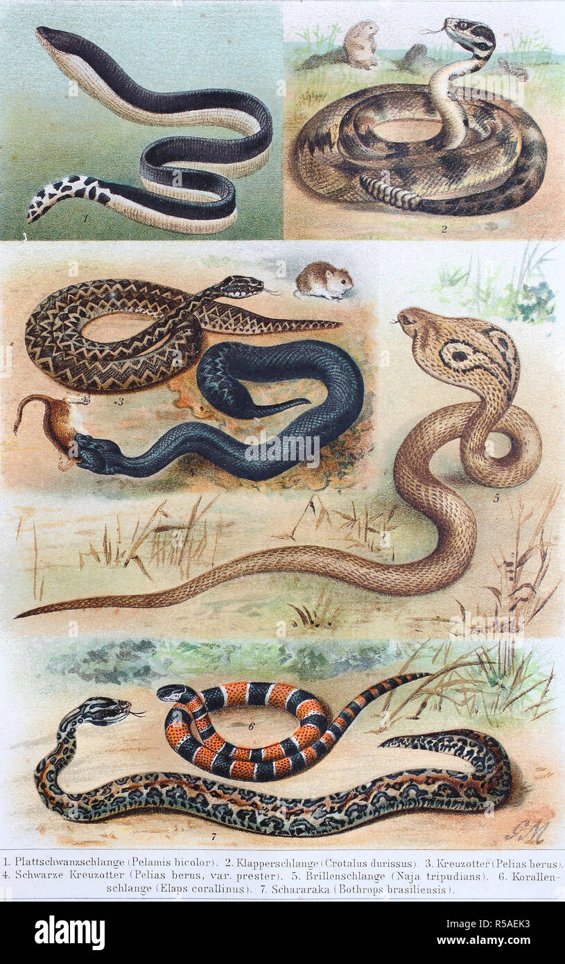 Imagen histórica de varias de las serpientes venenosas, Pelamis bicolor, Crotalus durissus, Pelias berus, Naja, Elaps corallinus Foto de stock