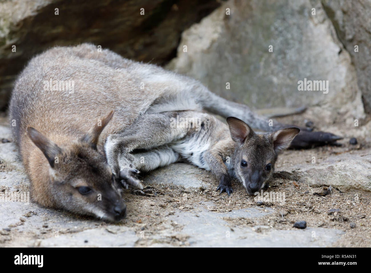 Primer Plano De Un Canguro Bebé Foto de stock y más banco de imágenes de  Aire libre - Aire libre, Arbusto, Australia - iStock