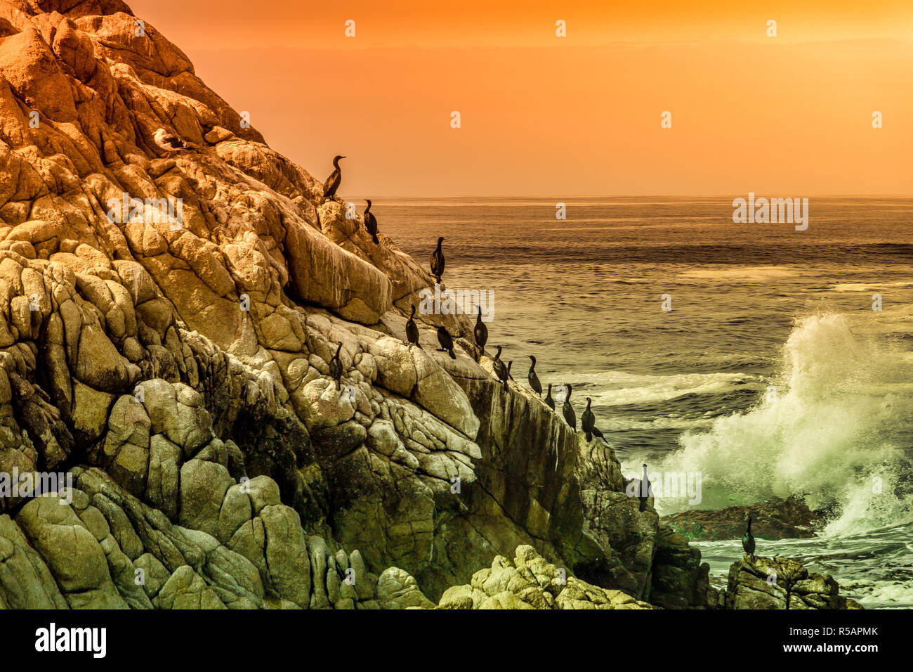 Acantilado sobre el Océano Pacífico, con una línea de aves y una ola rompiendo cerca de Monterrey, California Foto de stock