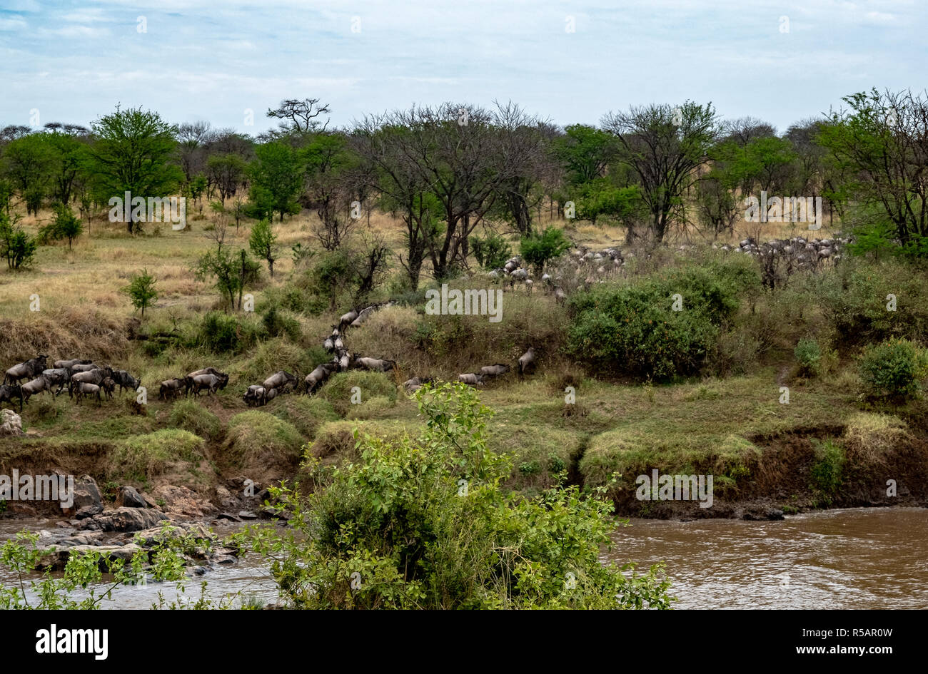 Los ñus manada croosing el río Mara separación de Tanzania y Kenia, en un ritual anual de la migración de miles de animales Foto de stock