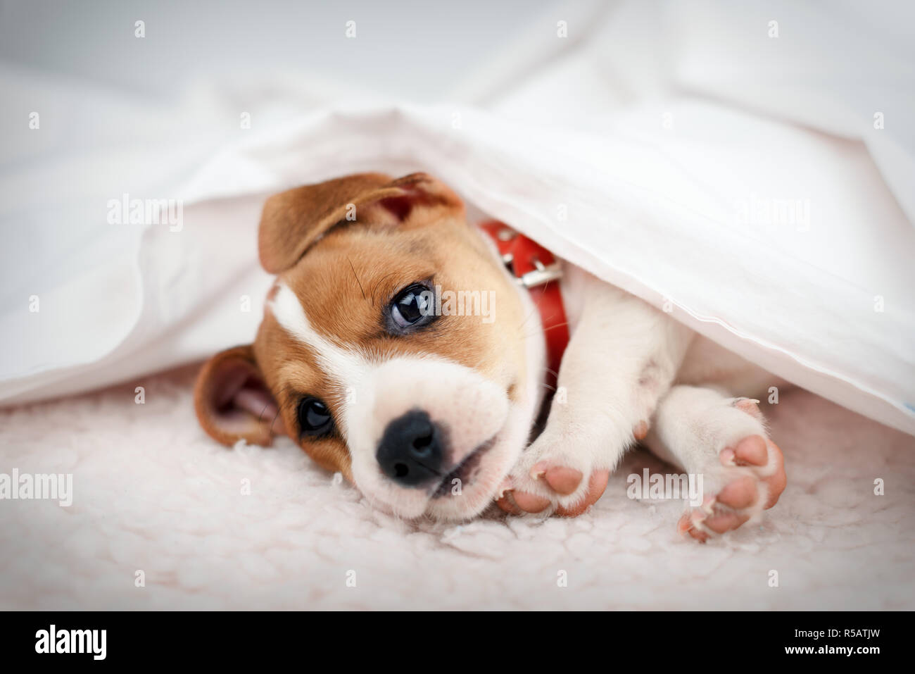 Jack Russell terrier cachorro durmiendo en la cama blanca. Fotografía de animales Foto de stock