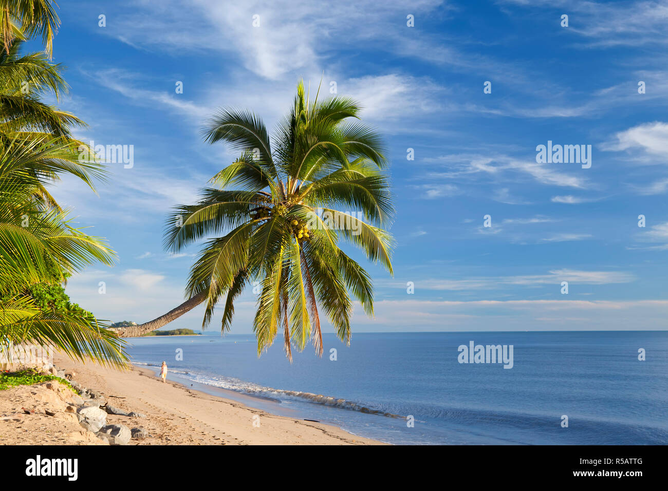 Palmera colgantes, Holloways Beach, nr Cairns, Queensland, Australia Foto de stock