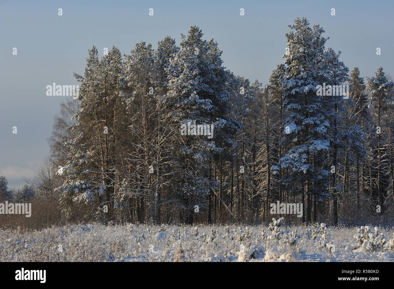 A partir del invierno. Cubiertas con casquetes nevados árboles en uno de los días de heladas. Foto de stock