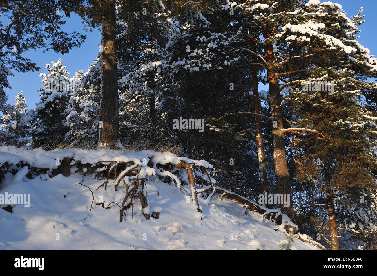 A partir del invierno. Cubiertas con casquetes nevados árboles en uno de los días de heladas. Foto de stock