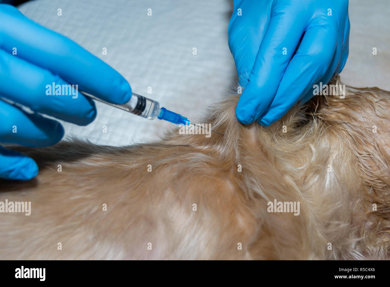 Inyección subcutánea en animales domésticos. La administración de una  vacuna veterinario a un perro Fotografía de stock - Alamy