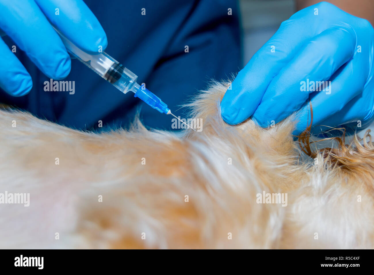 Inyección subcutánea en animales domésticos. La administración de una vacuna  veterinario a un perro Fotografía de stock - Alamy