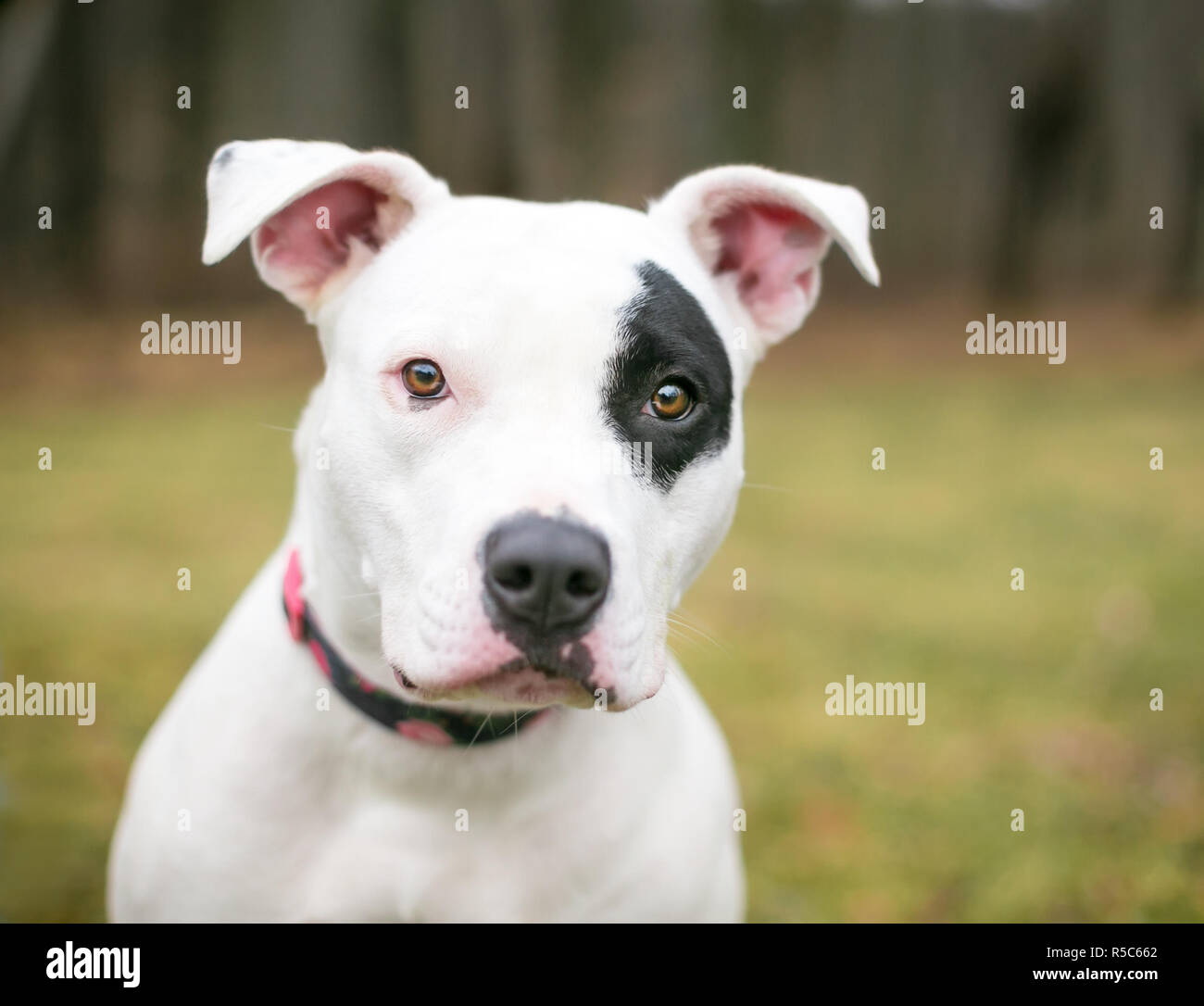 Perro blanco con parche en el ojo fotografías e imágenes de alta resolución  - Alamy