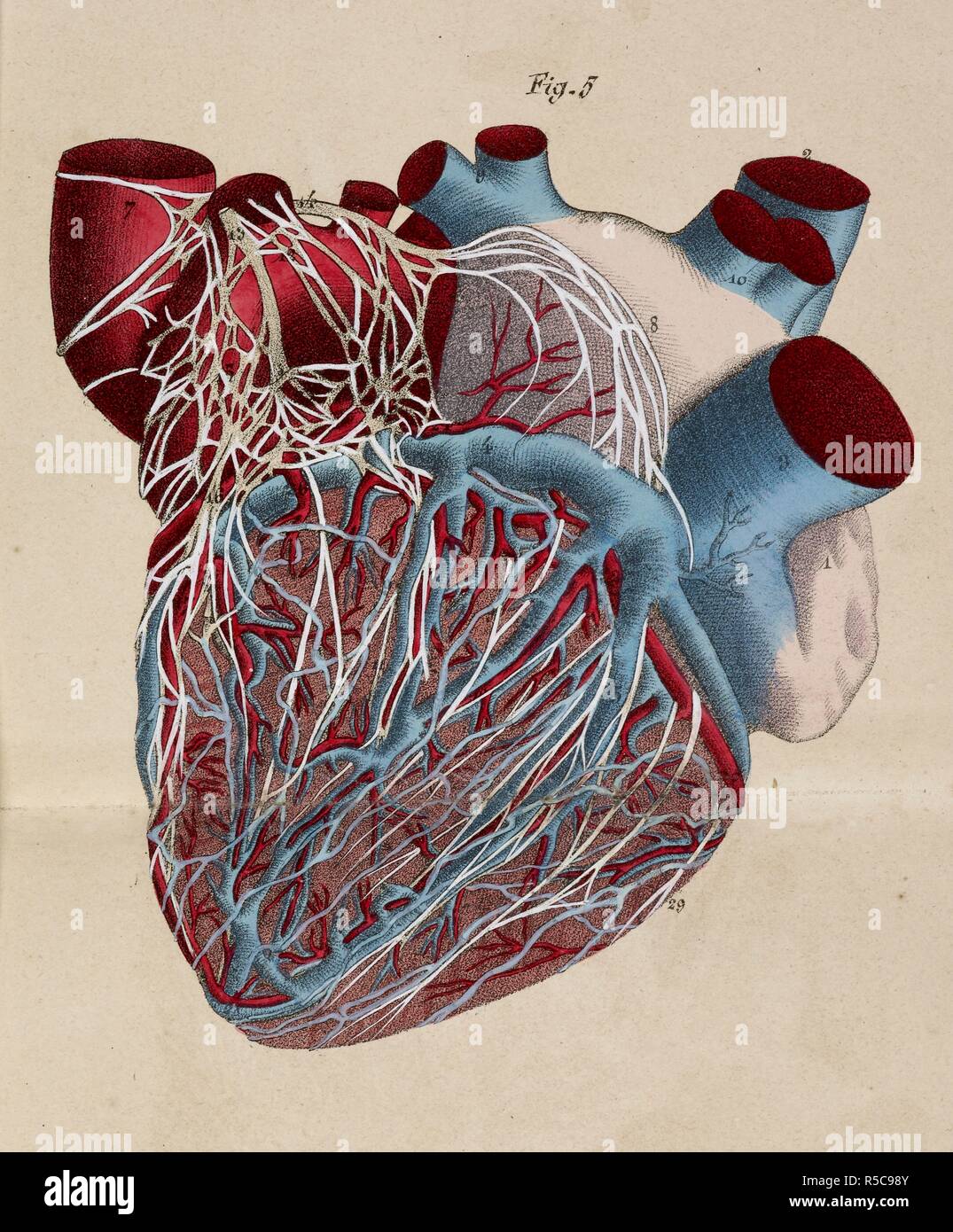 Dibujo anatómico. El corazón. El sistema circulatorio. Los vasos  sanguíneos. Las arterias. Las válvulas. Planches anatomiques du corps  humain" executeÌ es dâ€™apreÌ€s les dimensiones naturelles. París, Francia  1826. Impresión anatómica del cuerpo