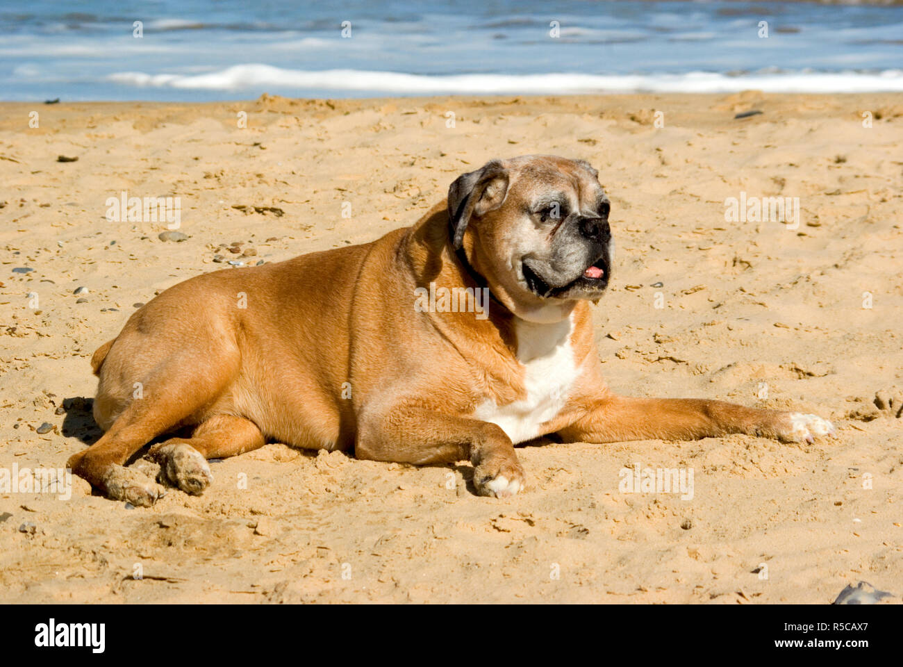Viejo perro Boxer Fotografía de stock - Alamy