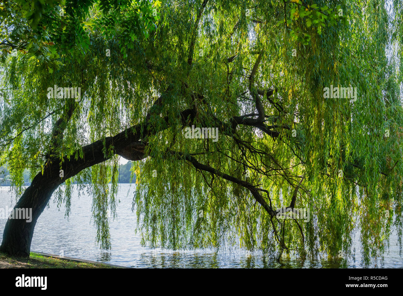 árbol de sauce fotografías e imágenes de alta resolución Alamy