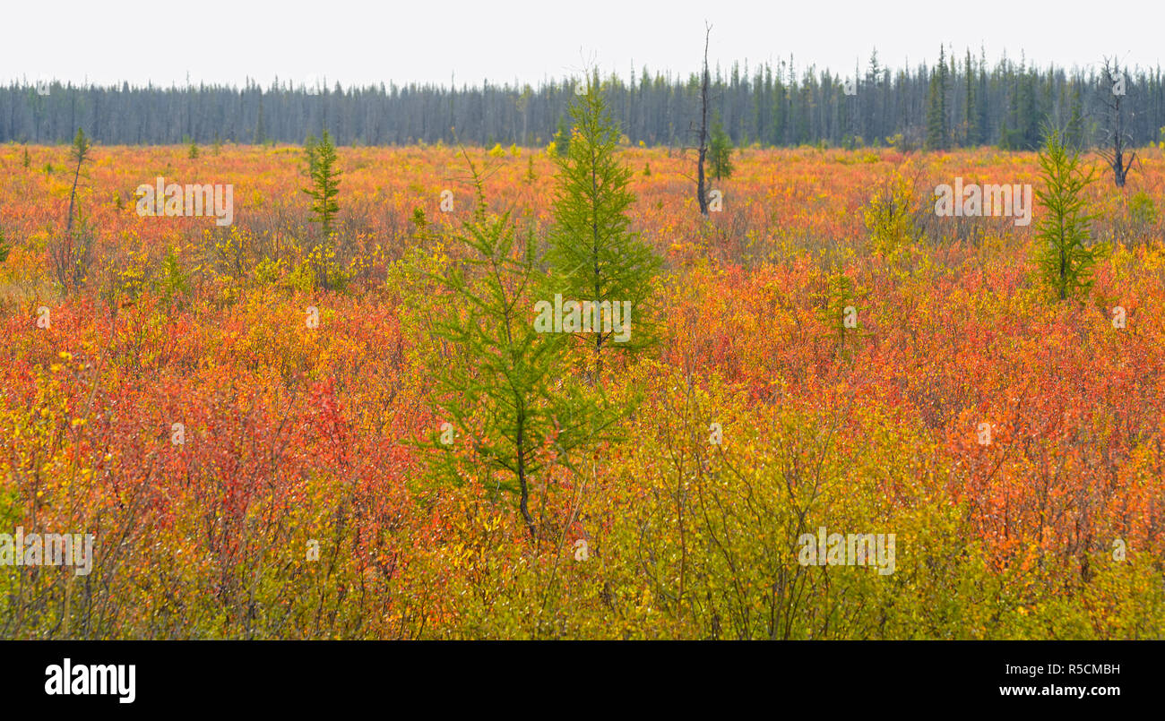 Colores del Otoño en un humedal Behchoko boreal, Territorios del Noroeste, Canadá Foto de stock