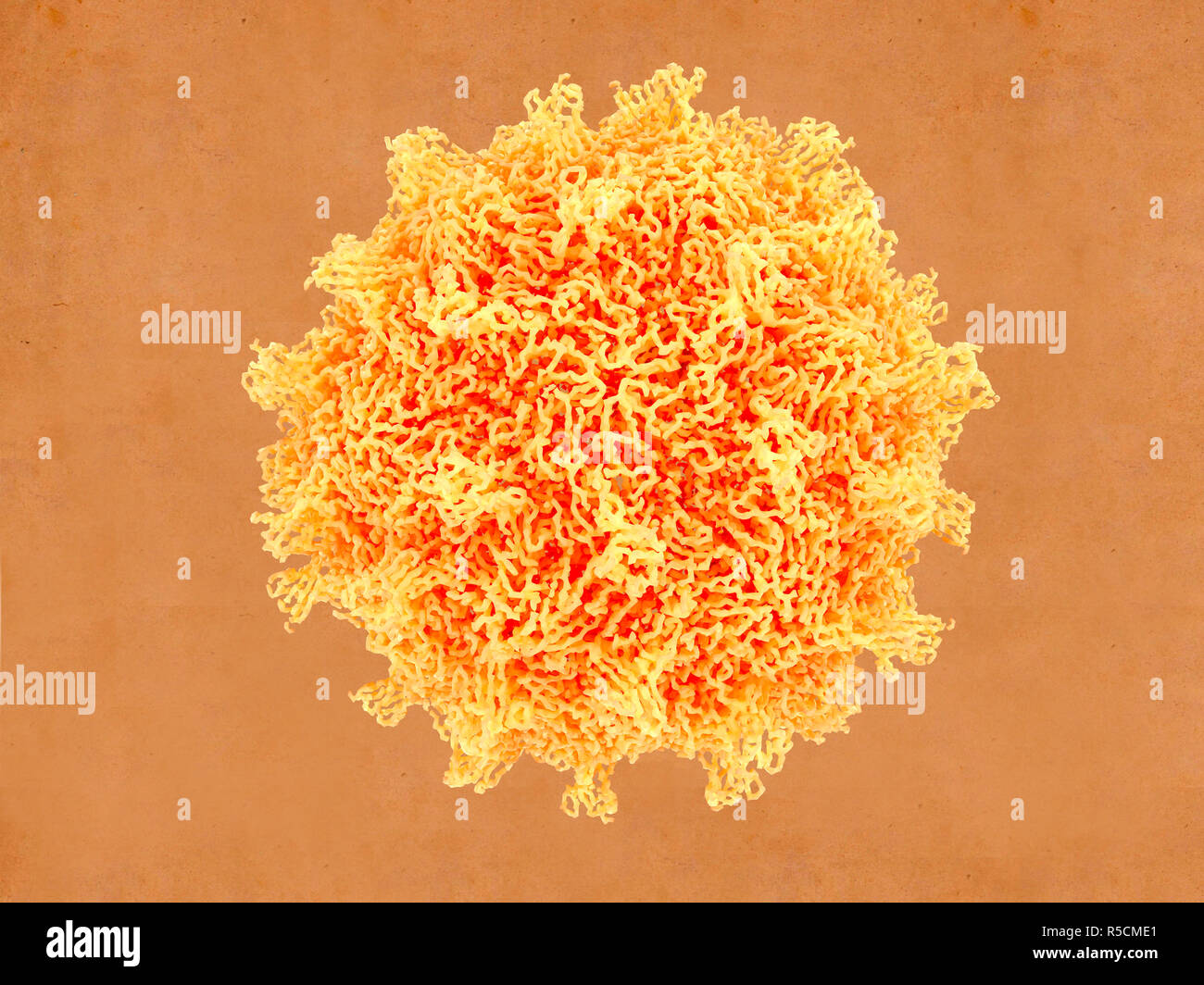 Coxsackie viruses fotografías e imágenes de alta resolución Alamy