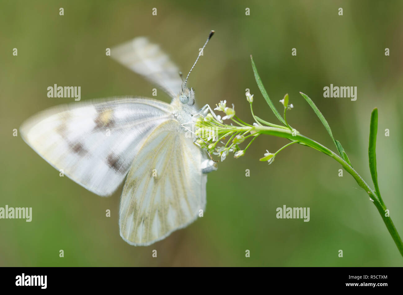 A cuadros blancos, Pontia protodice, hembra aleteo alas, mientras en Virginia pepperweed ovipositing, Lepidium virginicum Foto de stock