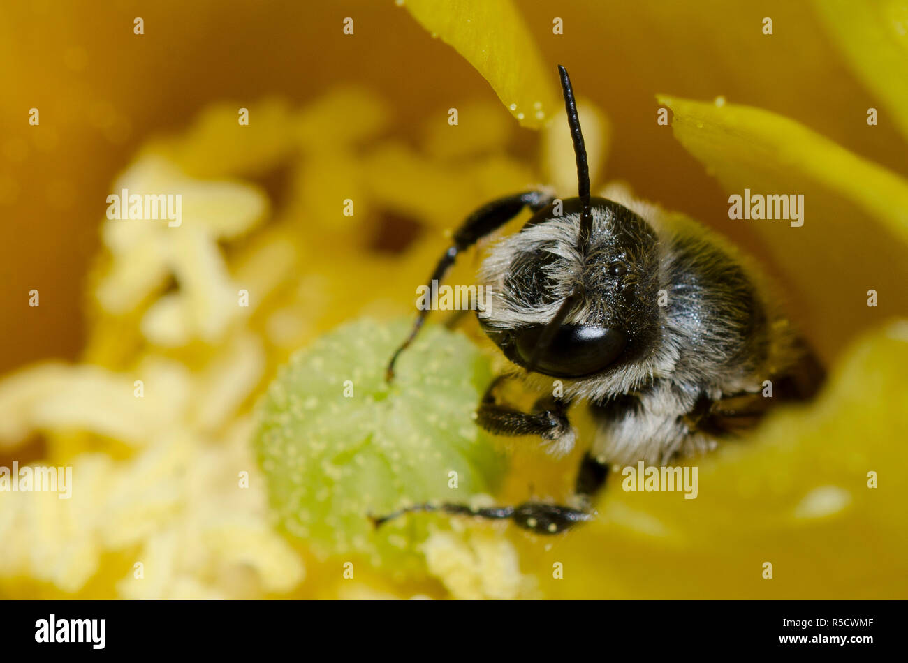 De punta naranja, Lithurgopsis Woodborer apicalis, macho en la tuna, Opuntia phaeacantha, blossom Foto de stock