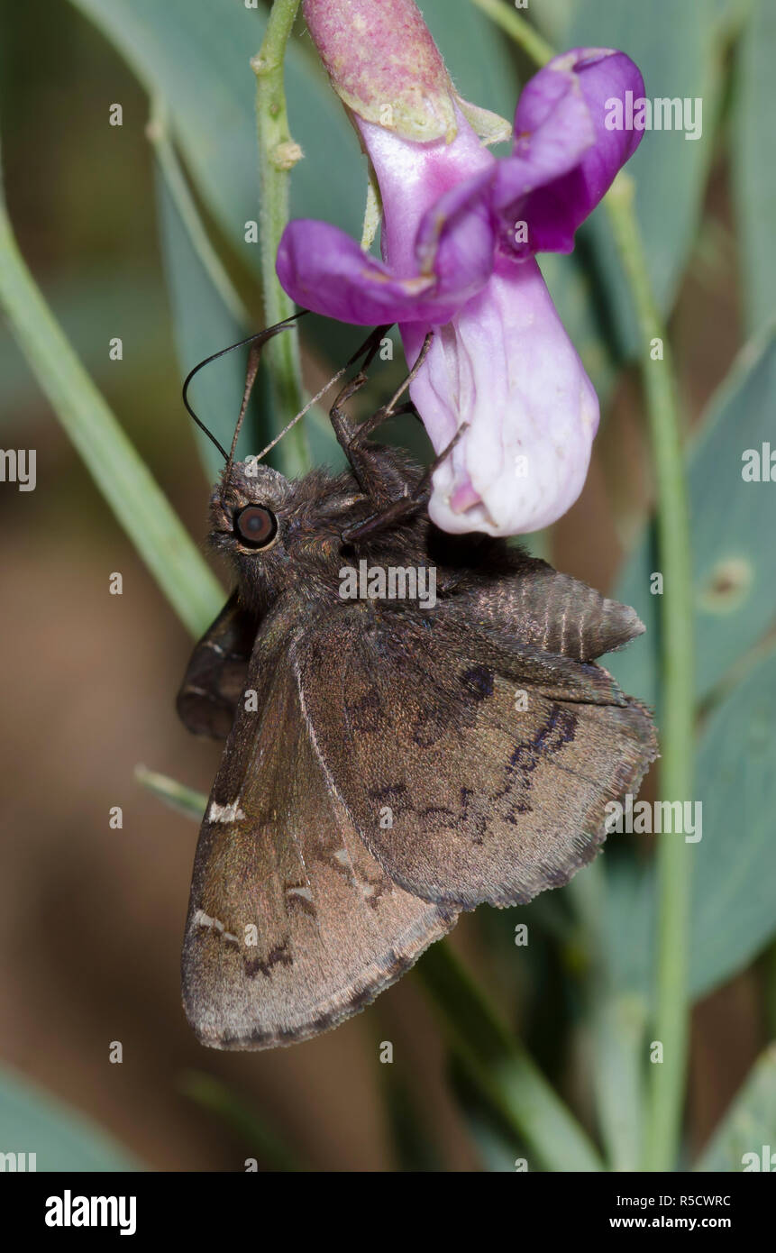 Cloudywing del Norte, Cecropterus pylades, macho en Bush Vetchling, Lathyrus eucosmus Foto de stock