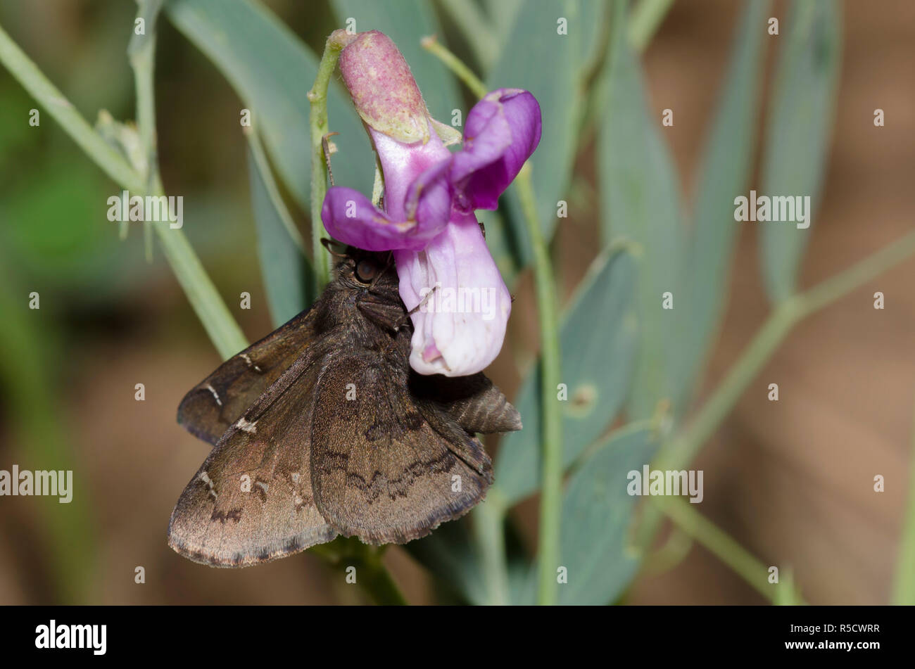 Cloudywing del Norte, Cecropterus pylades, macho en Bush Vetchling, Lathyrus eucosmus Foto de stock