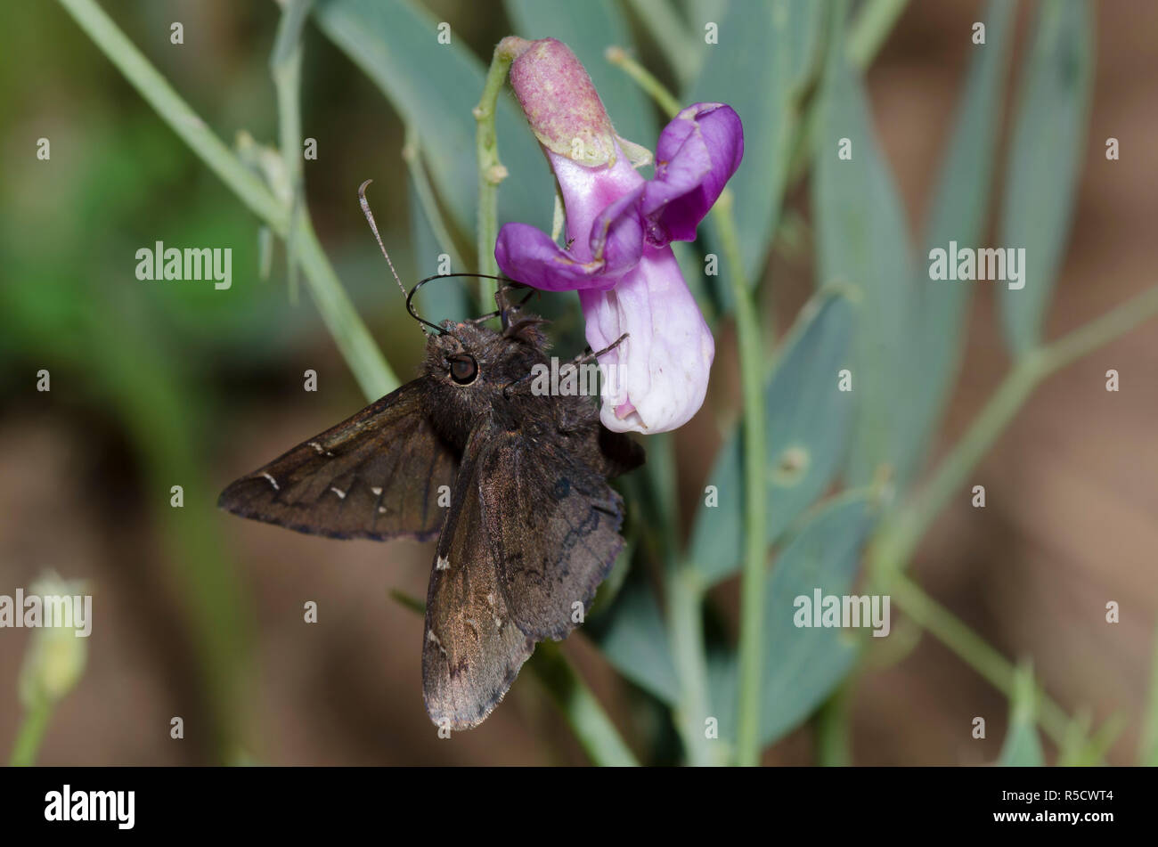 Cloudywing del Norte, Cecropterus pylades, macho en Bush Vetchling, Lathyrus eucosmus Foto de stock