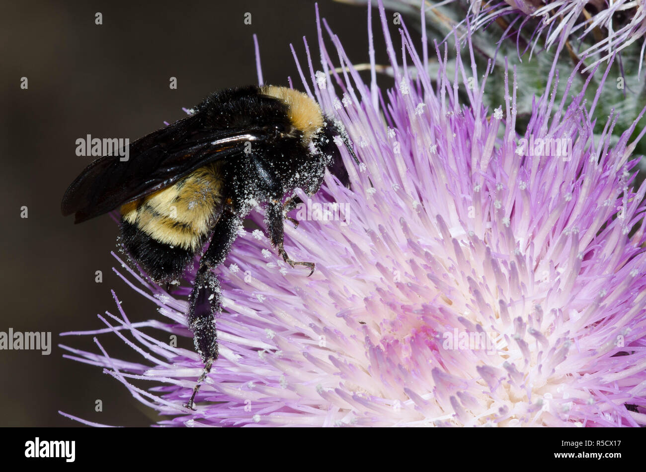 Americana, de abejorros Bombus pensylvanicus, el cardo Cirsium sp. Foto de stock