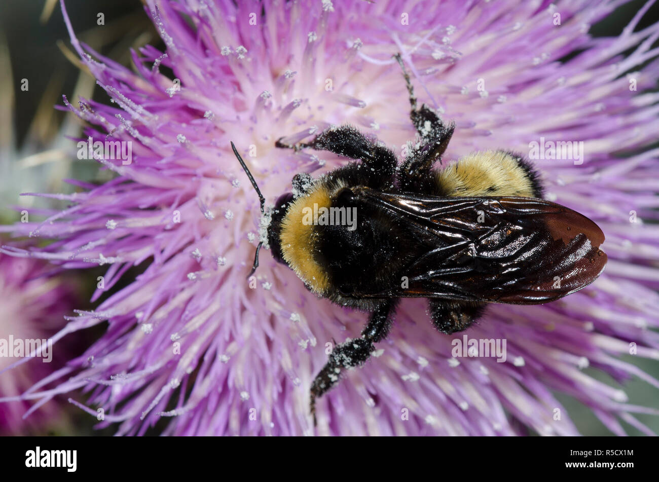 Americana, de abejorros Bombus pensylvanicus, el cardo Cirsium sp. Foto de stock