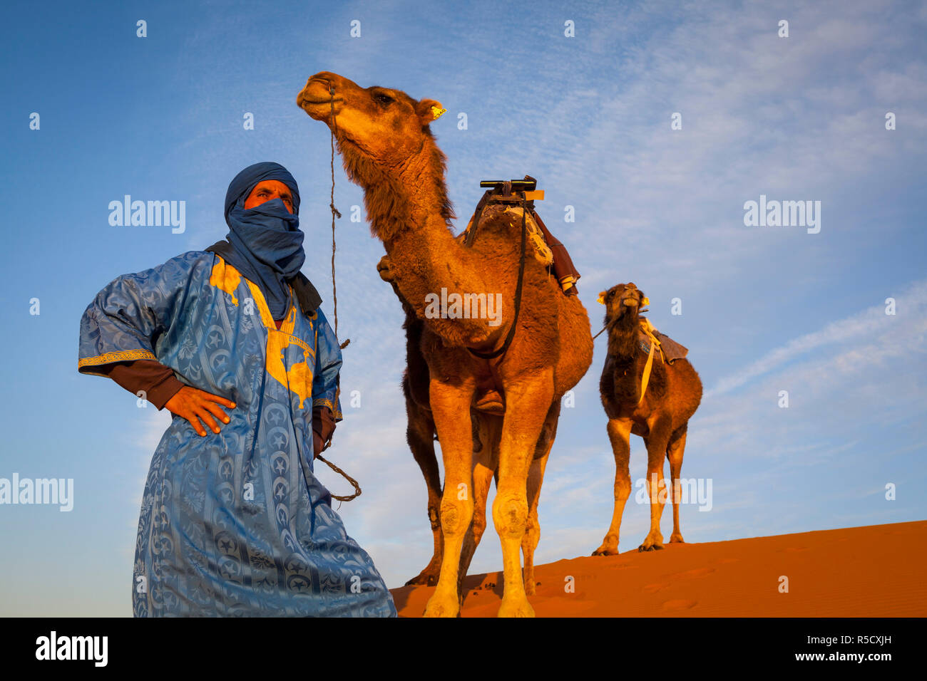 Conductor de camello, el desierto del Sahara, Merzouga, Marruecos (MR) Foto de stock