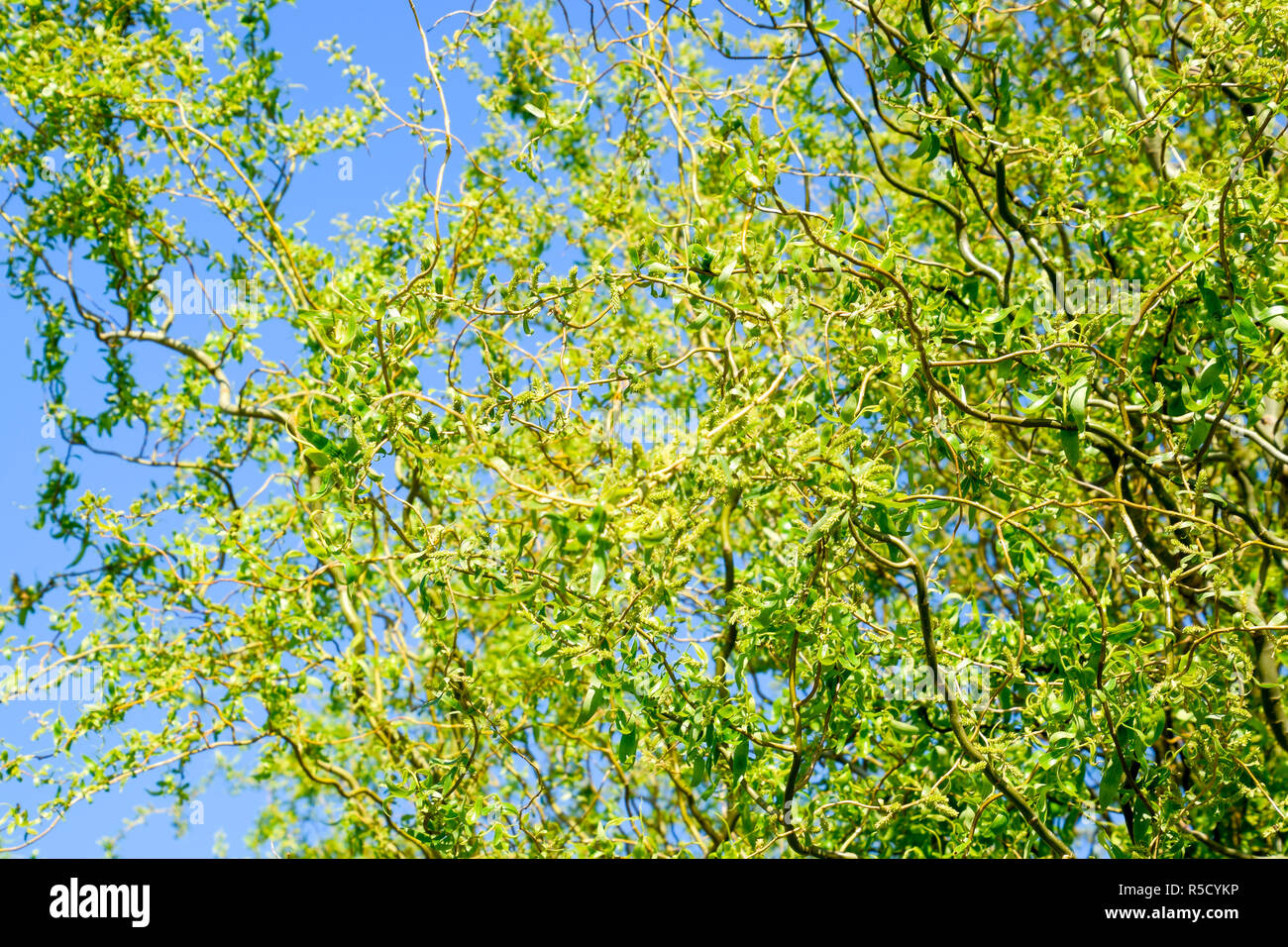 Hoja de sauce lloron en primavera fotografías e imágenes de alta