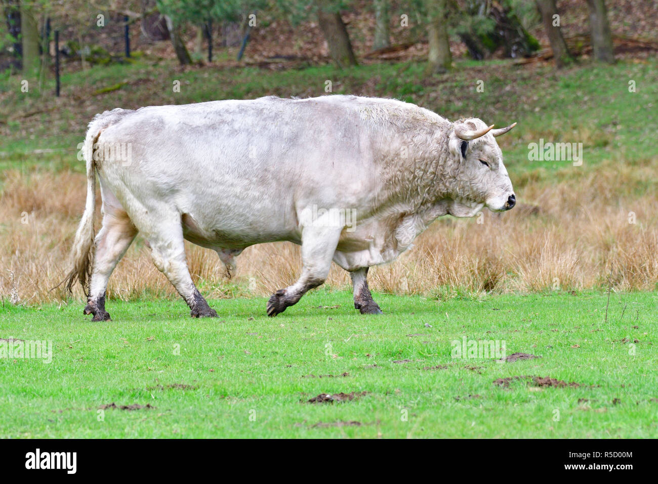 Parque blanco ganado,parque inglés blanco ganado Fotografía de stock