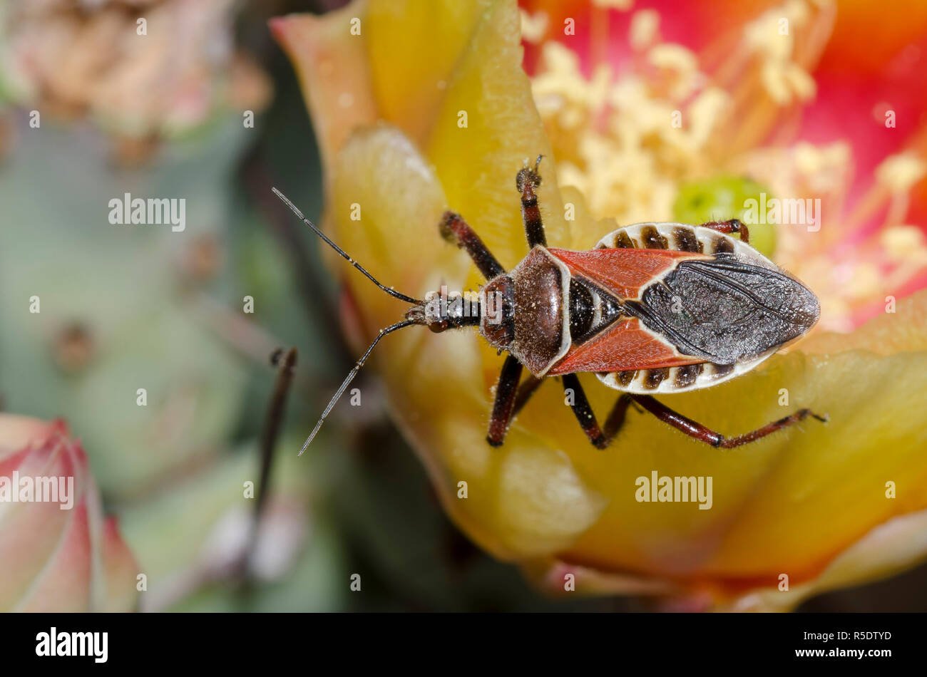 Insecto asesino, Apiomerus spissipes, nopal, Opuntia phaeacantha, blossom Foto de stock