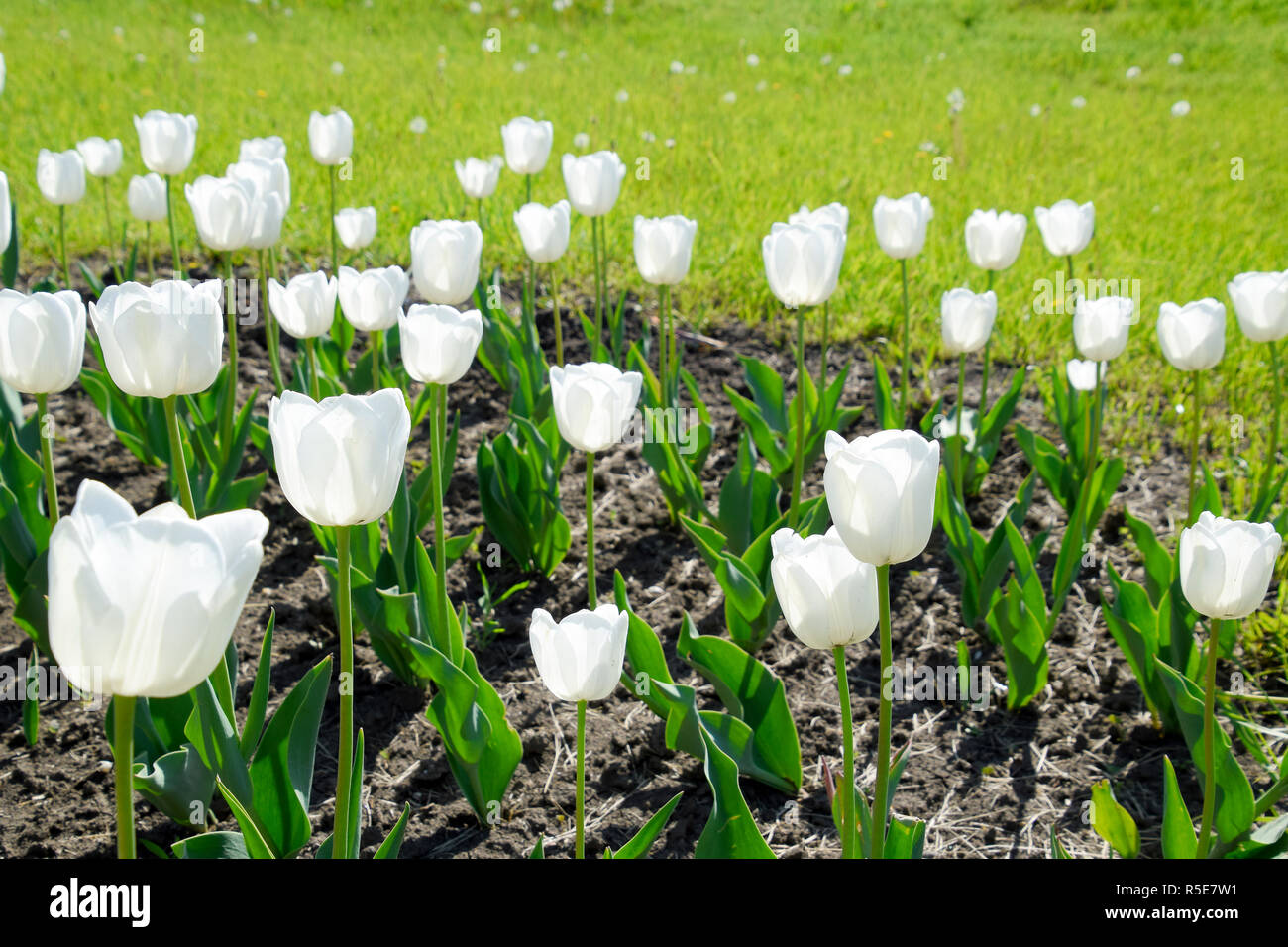 Un parterre de tulipanes blancos. Tulipanes blancos, plantas bulbosas. Flores  blancas Fotografía de stock - Alamy