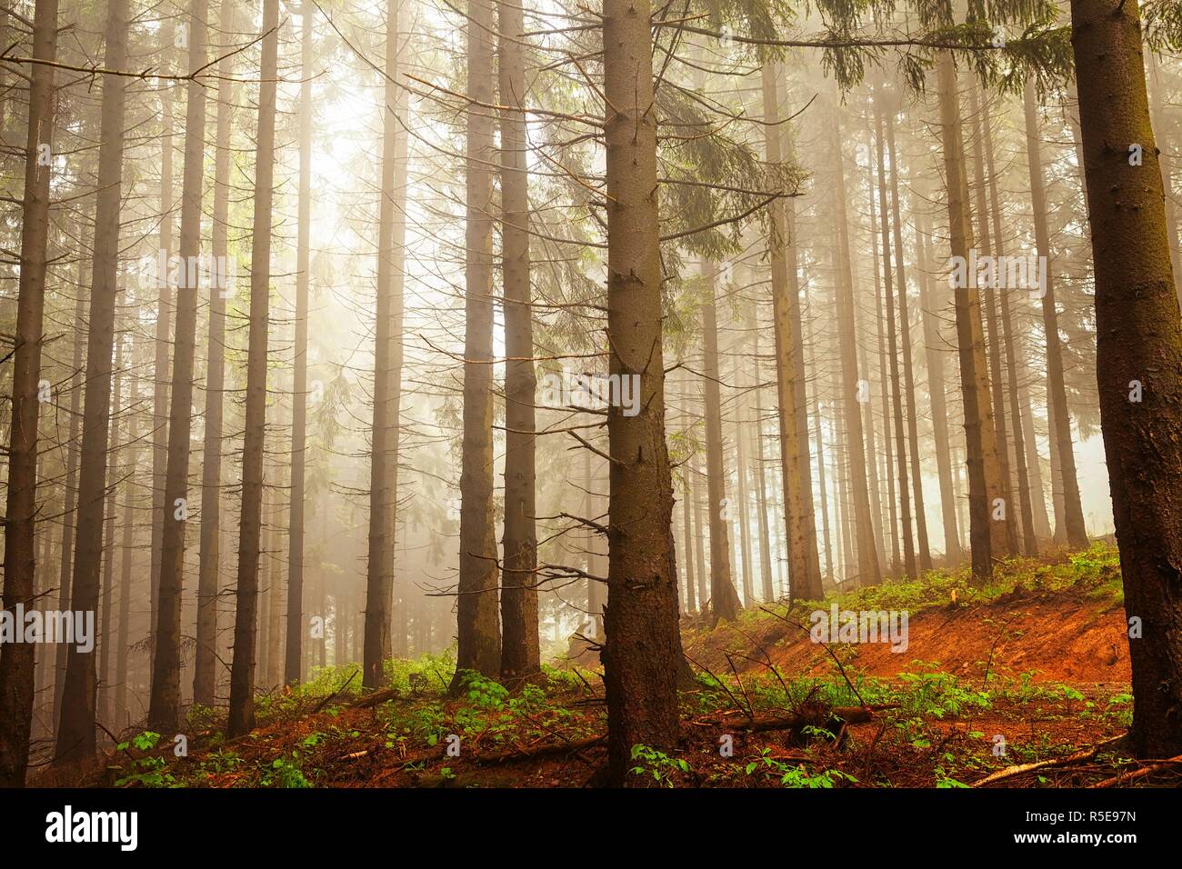 Spruce Forest en las montañas con neblina iluminada Foto de stock