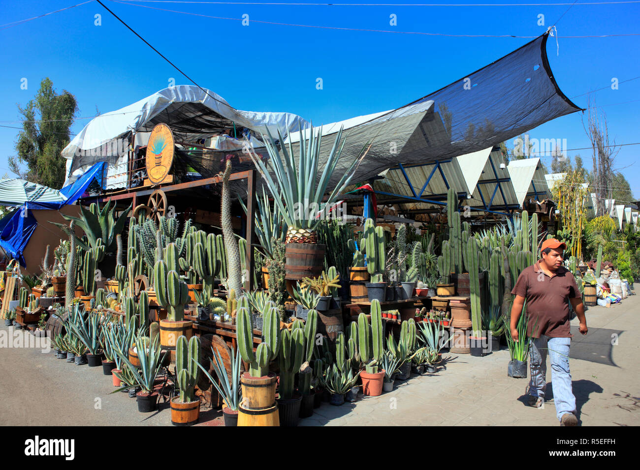 Cactus en el mercado de flores, Cuemanco, México DF, México Foto de stock