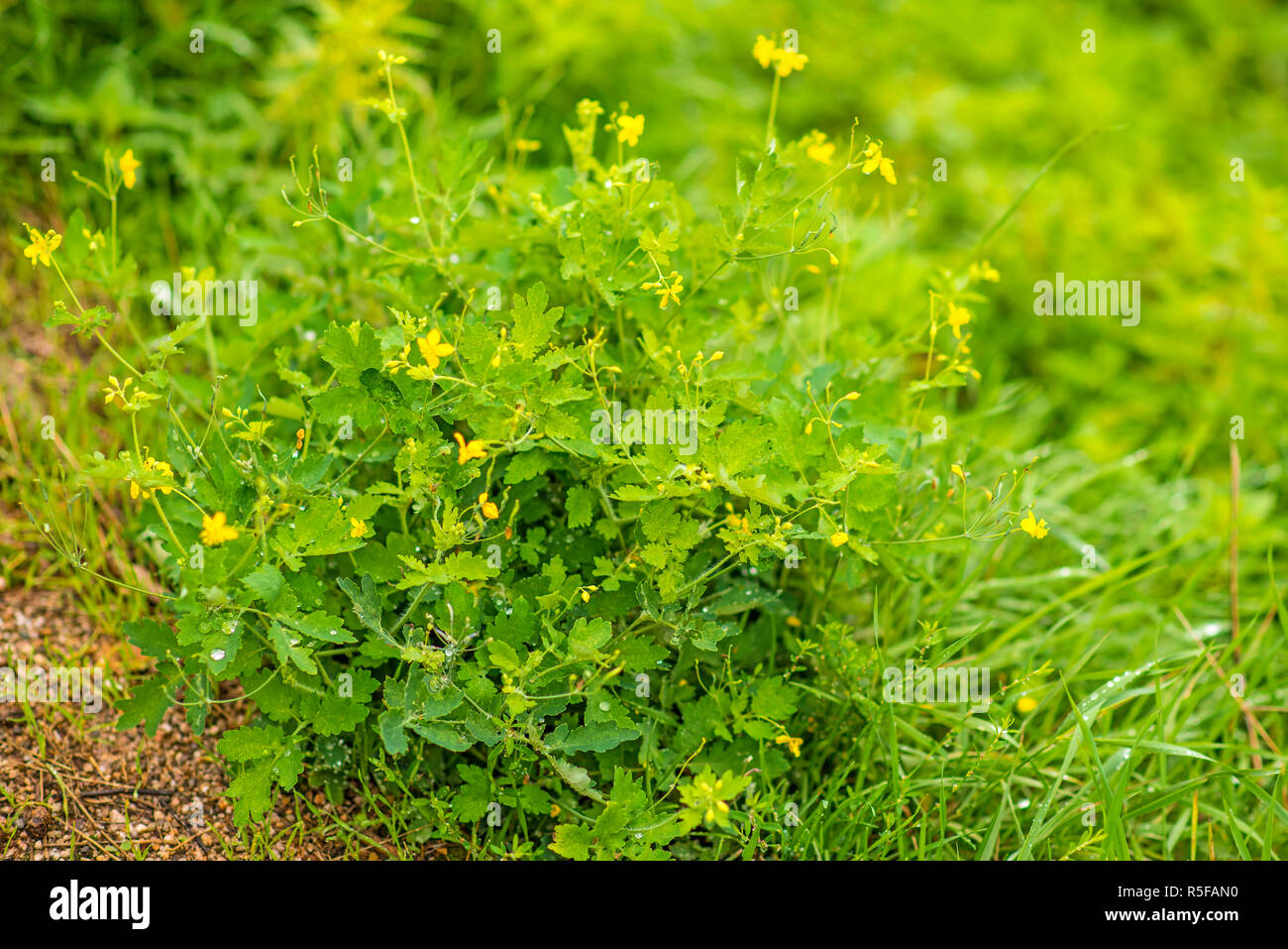 ,Celidonia chelidonium majus,planta medicinal con flor Foto de stock