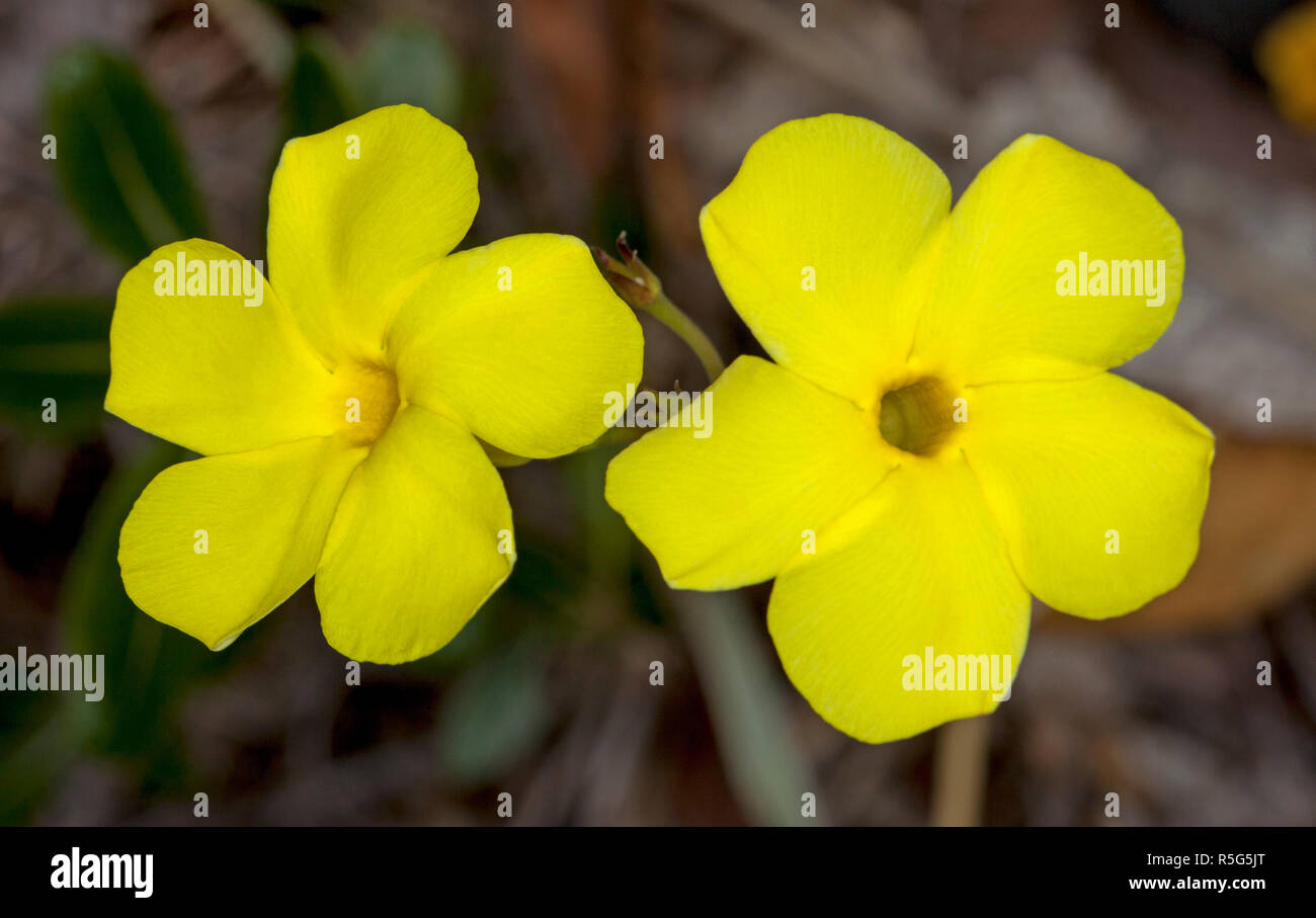 Flores de color amarillo vivo de Pachypodium densiflorum, espinosas plantas suculentas tolerantes a la sequía contra el fondo marrón Foto de stock