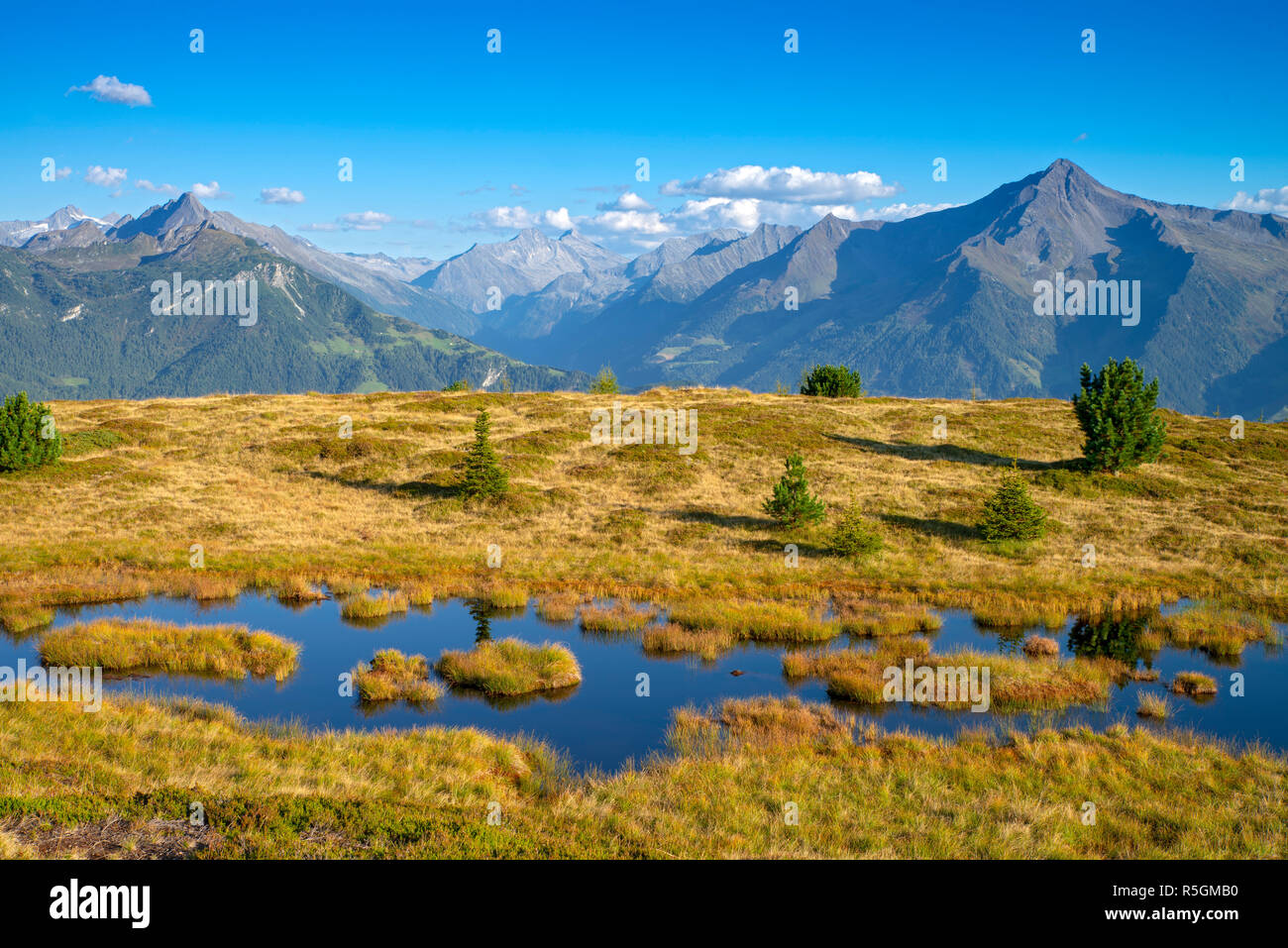 Biotopo húmedo en Alpes Zillertaler Melchboden, detrás, Tirol, Austria Foto de stock