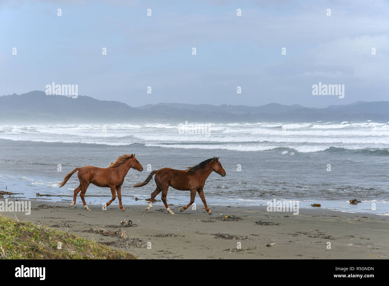Los caballos en la playa, el Pacífico, Chiloé, Chile Foto de stock