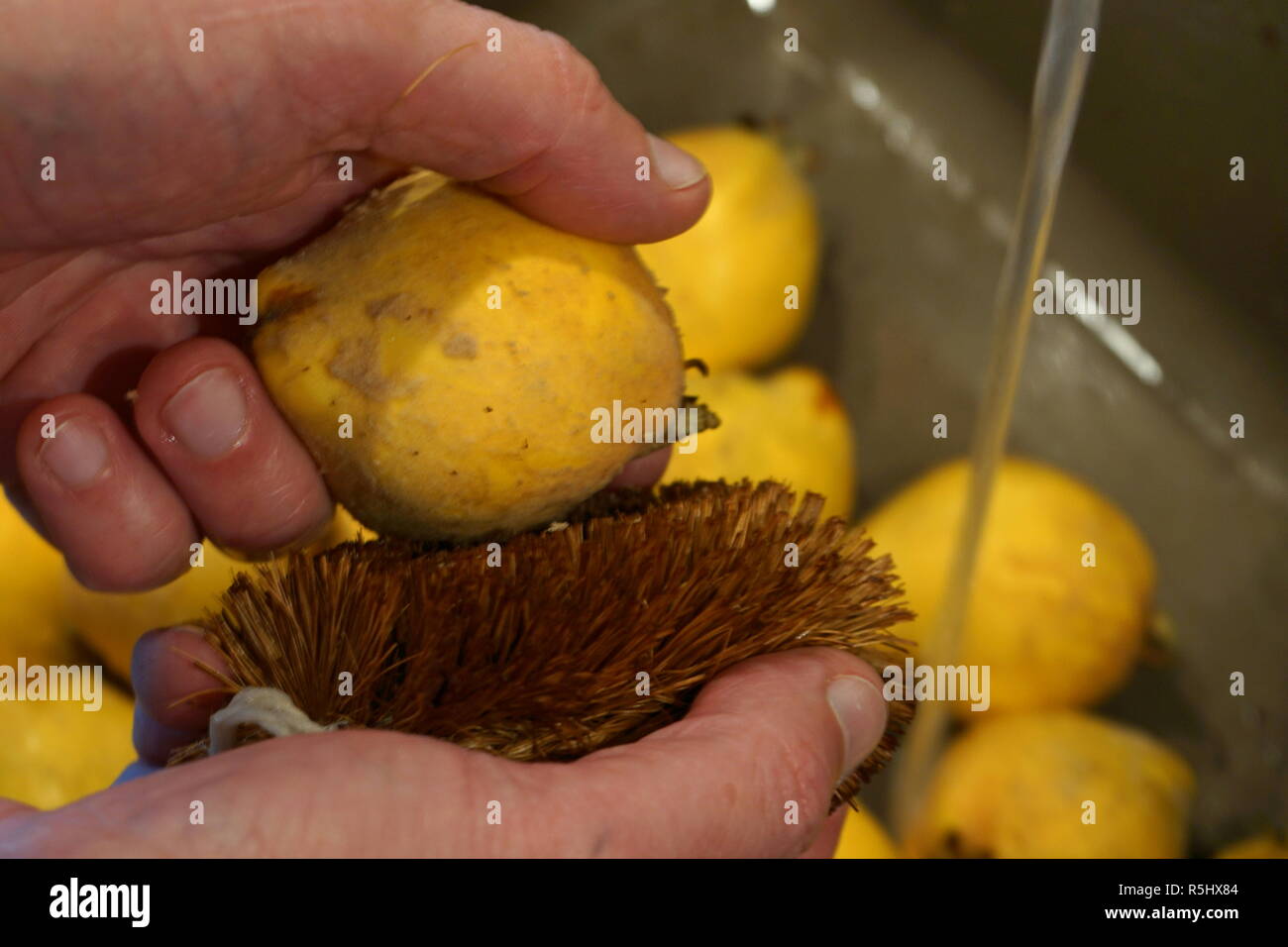 Von Quittenfrüchten Waschen (Cydonia oblonga) zur Herstellung von Gelee Foto de stock