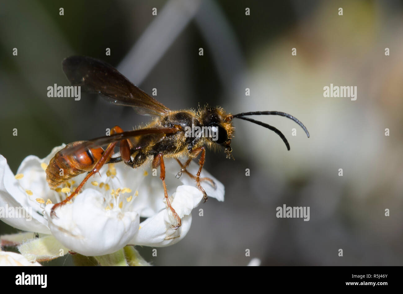 Transporte de hierba Wasp, Isodontia elegans, sobre Apache Plume Fallugia paradoxa Foto de stock