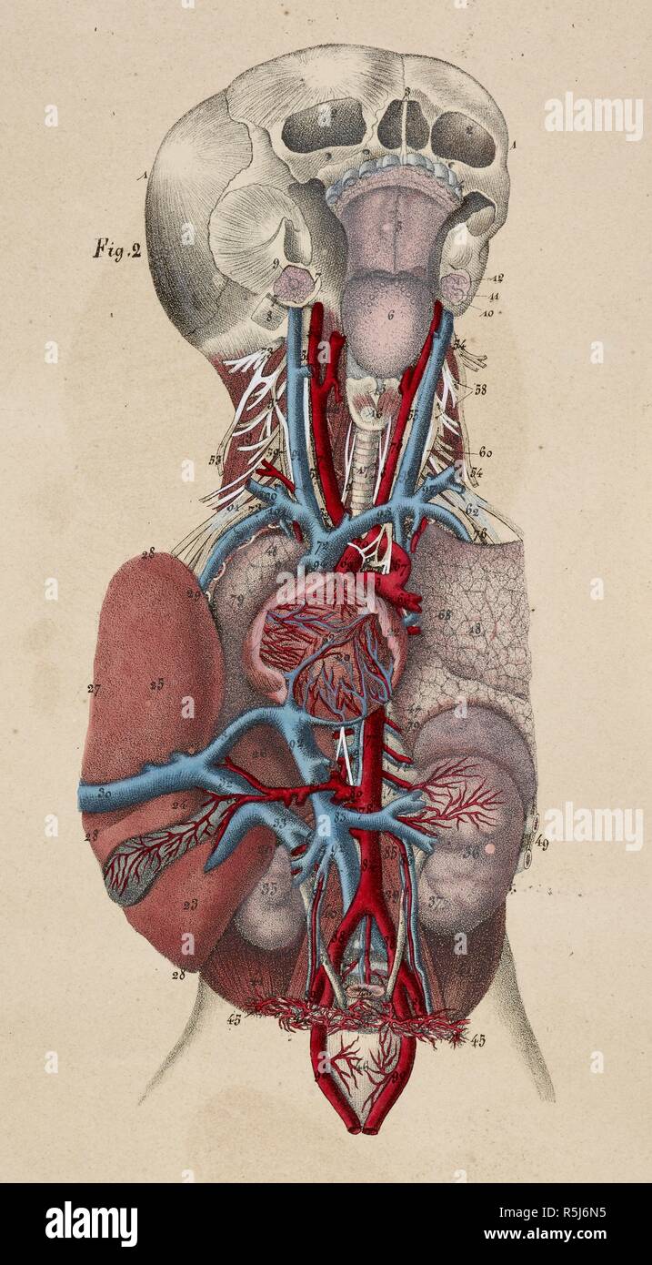 Dibujo anatómico. Cráneo. La tráquea. La laringe. Los órganos internos. El  corazón. Los pulmones. Planches anatomiques du corps humain