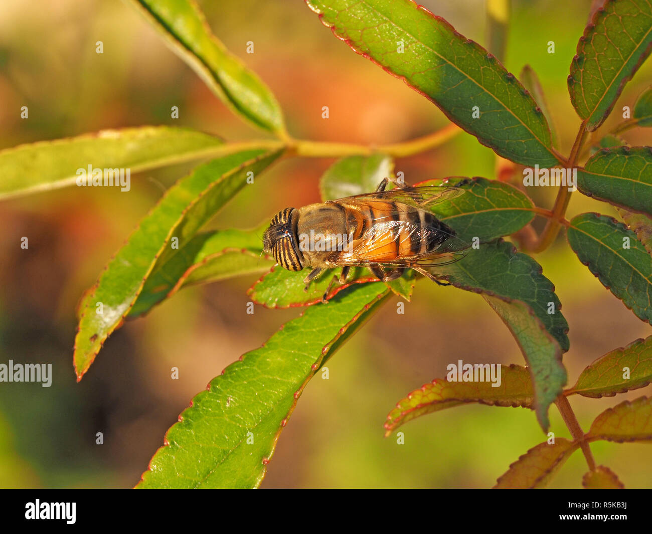 Ojo seccionado volar o Band-eyed Drone Fly - Eristalinus taeniops - macho  descansando sobre el follaje en la Toscana, Italia Fotografía de stock -  Alamy