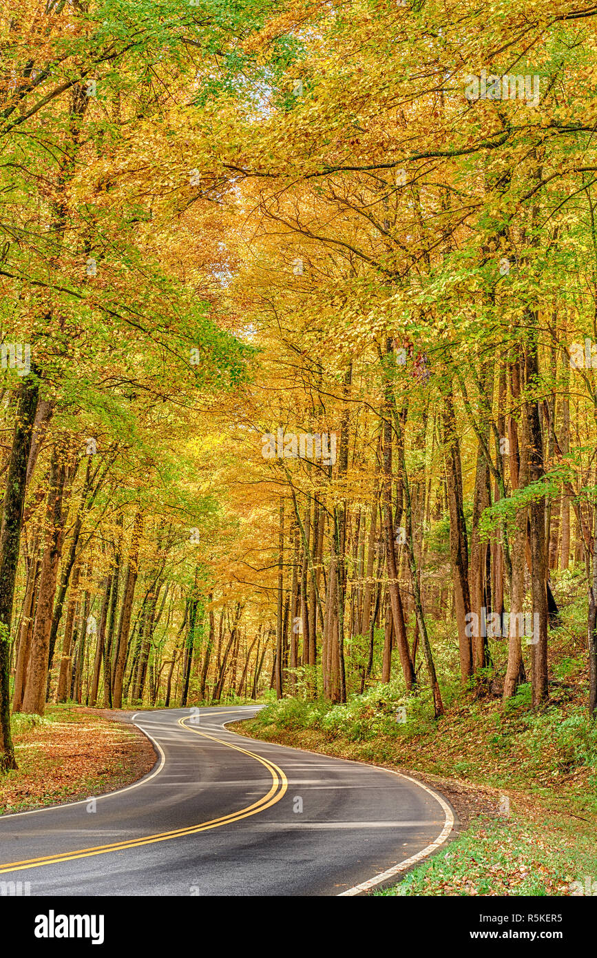 Disparo vertical de un serpenteante camino atravesando el follaje de otoño dorado en el Great Smoky Mountains National Park. Foto de stock
