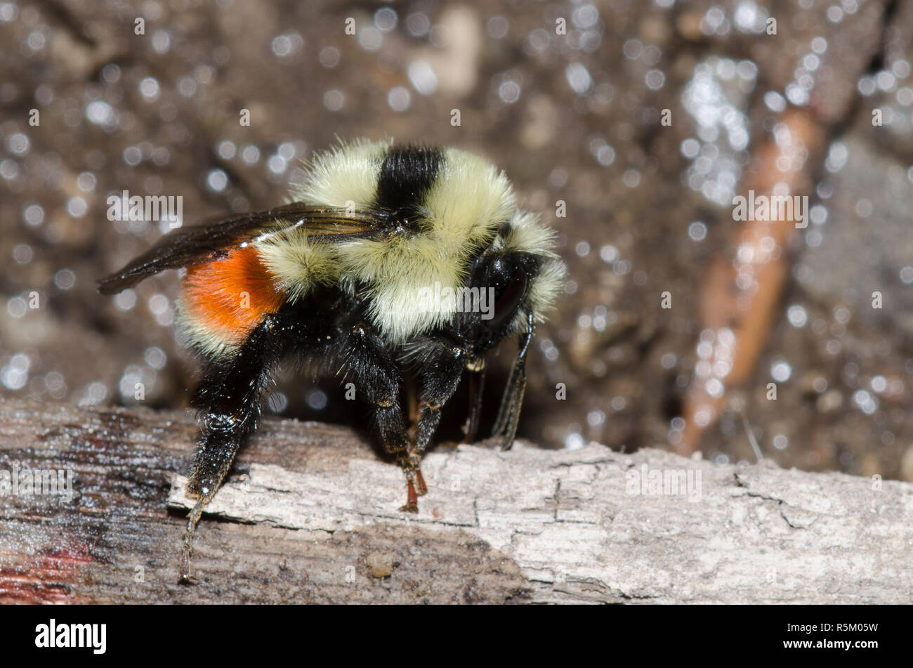 Hunt's, de abejorros Bombus huntii en lodo Foto de stock