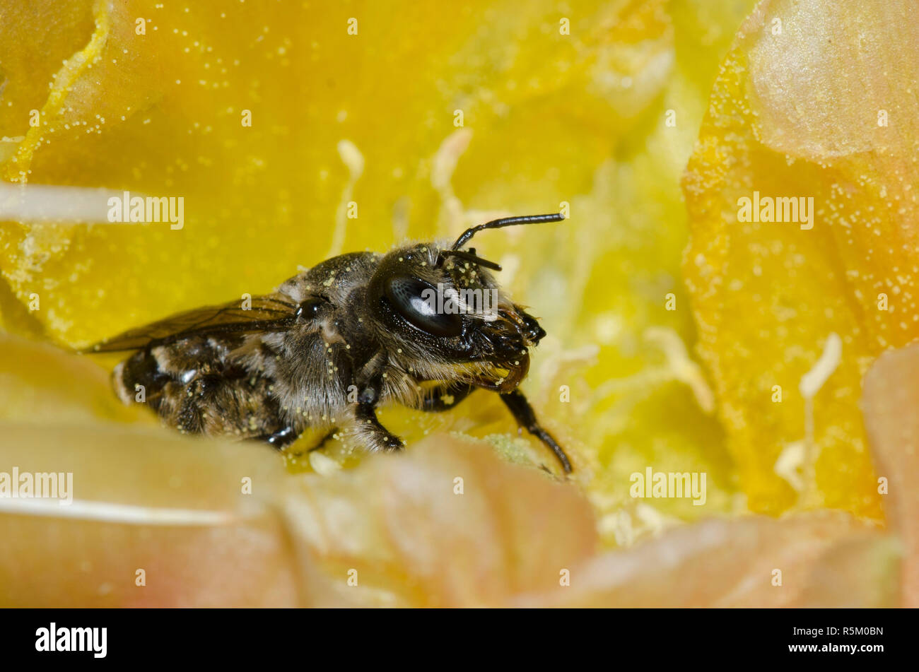 De punta naranja, Lithurgopsis Woodborer apicalis, hembra en la tuna, Opuntia phaeacantha, blossom Foto de stock