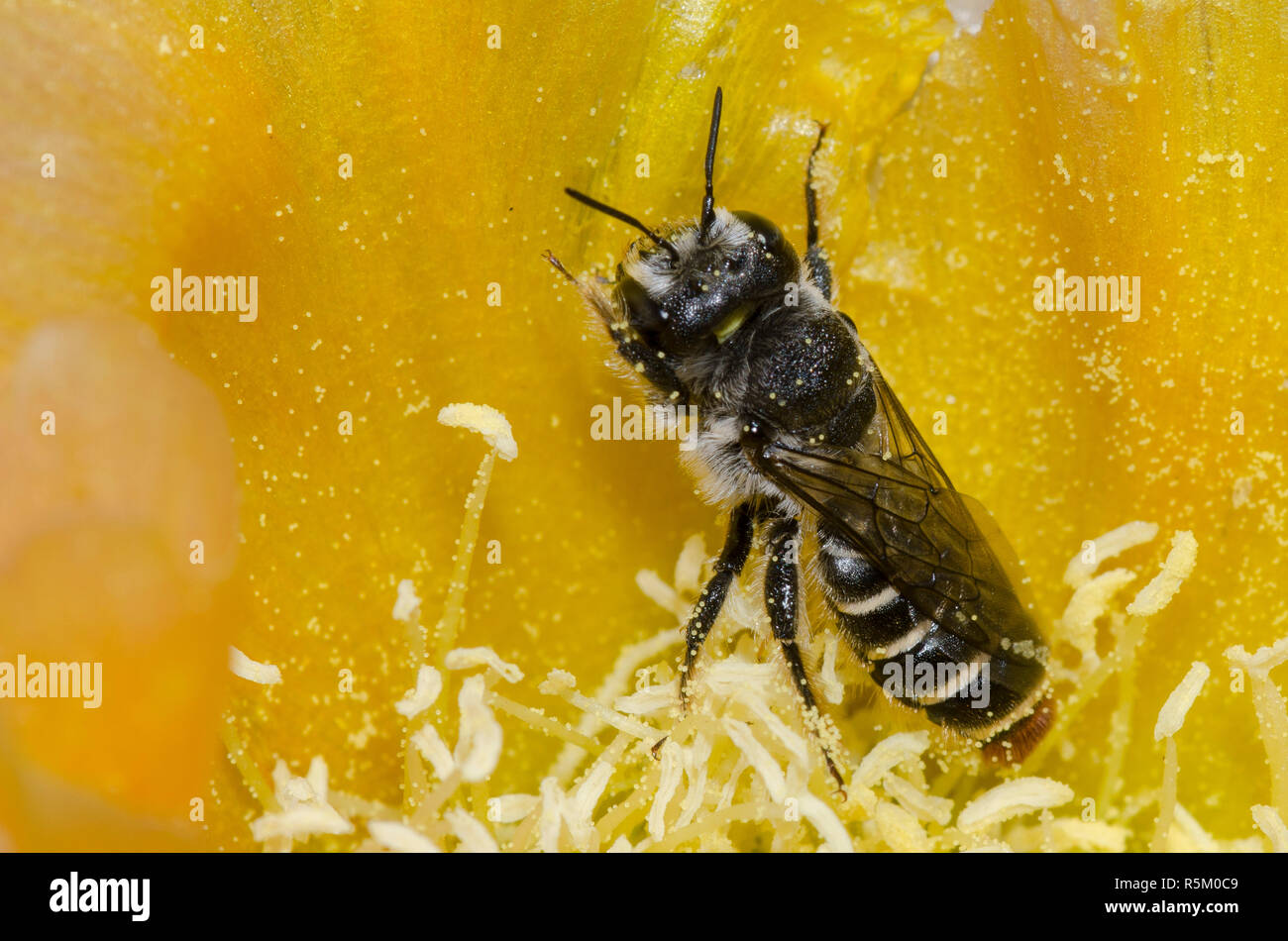 De punta naranja, Lithurgopsis Woodborer apicalis, hembra en la tuna, Opuntia phaeacantha, blossom Foto de stock